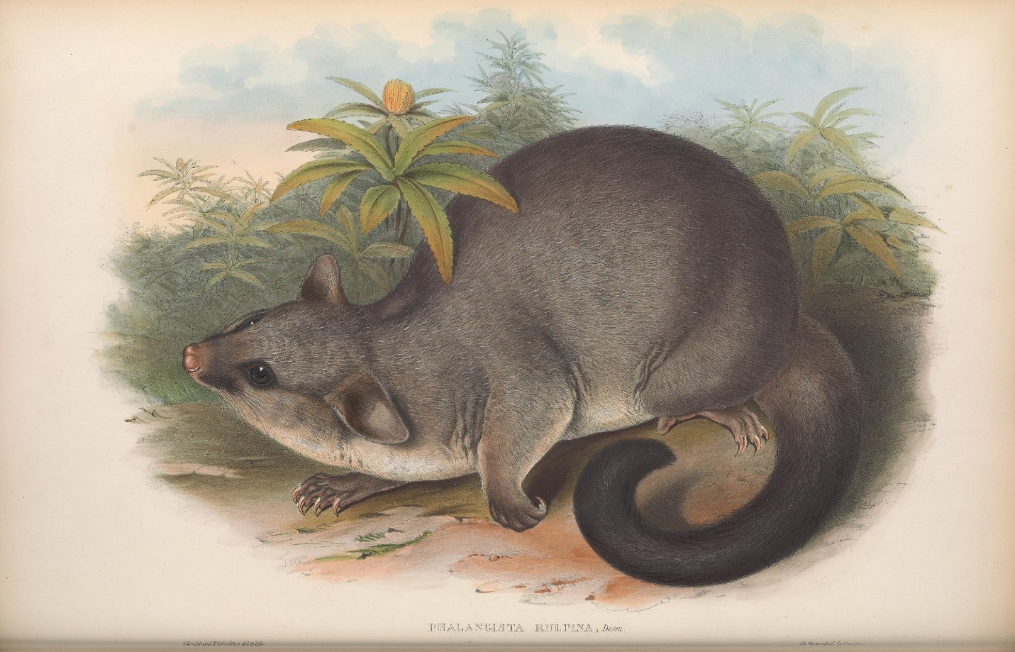 A colored lithographic image of a possum among ground
						cover.