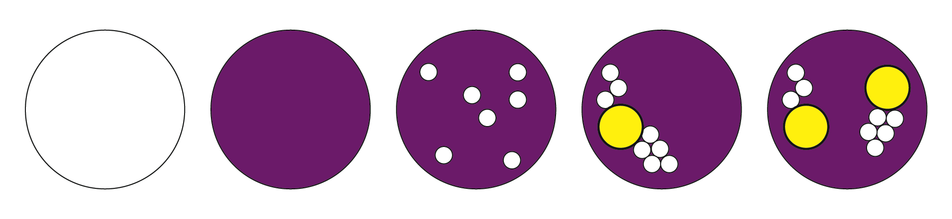 Five purple cells with varying arrangements of inner parts.